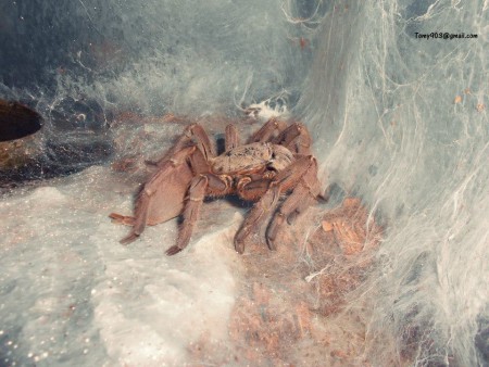 Chilobrachys huahini 0.1 ADULT